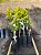 Muda Frutifera de Laranja Bahia (Enxertada) - Ideais para vasos! - Imagem 3