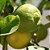 Muda Frutifera de Limão Doce (Enxertado) - Muda Média - Próxima de Produzir! - Imagem 2