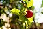 Acerola - 1 Muda Frutífera - Pronta Para Plantar - Imagem 5