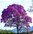 Ipê Roxo - 1 Muda Premium - Adubada - Imagem 3