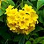 Ipê-de-jardim - 1 Muda Ornamental - Manah da Terra - Imagem 2