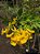 Ipê-de-jardim - 1 Muda Ornamental - Manah da Terra - Imagem 4