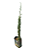Tuia Vela / Cipreste Vela - 1 Muda Ornamental - Imagem 1