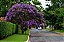 Quaresmeira - 1 Muda Ornamental - Vai florir logo - Manah da Terra - Imagem 3