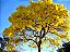 Ipê Amarelo -  1 Muda Pequena Ornamental - Imagem 2