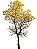 Ipê Amarelo -  1 Muda Pequena Ornamental - Imagem 1