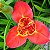 Muda Ornamental de Iris Tigridia (no vaso! ) - Sem agrotóxico - Imagem 2