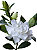 Gardênia Branca - 1 Muda Ornamental Manah Da Terra - Imagem 1