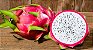 Muda Frutifera de Pitaya - Sem Agrotóxicos (tradicional ou vermelha) - Imagem 1