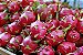 Muda Frutifera de Pitaya - Sem Agrotóxicos (tradicional ou vermelha) - Imagem 4