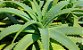 Muda Medicinal de Babosa - Aloe Vera -  Muda Cultivo Sem Agrotóxico - Imagem 2