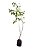 Ficus - 1 Muda Ornamental - Imagem 2