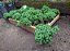 Junipero Anão - 1 Muda - Uso Para Bonsai - Imagem 2
