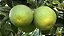 Laranja da Terra - 1 Muda Enxertada - Produz Rápido - Imagem 3