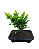 Bonsai - Tuias (escolha sua favorita) - Imagem 5