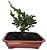 Bonsai Junípero - 1 Muda - Foto Real - Imagem 1
