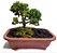 Bonsai Mini Junípero - 1 Muda - Foto Real - Imagem 1