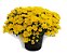 Crisantemo Dobrado Sortido - 186 Sementes - Isla - Imagem 1