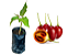 Tamarilho Roxo (tomate De Árvore) - 1 Muda - Produz Rápido - Imagem 1