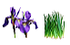 Iris Azul / Falsa iris / Flor do nilo - 10 mudas em raiz nua - Imagem 1