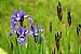 Iris Azul / Falsa iris / Flor do nilo - 10 mudas em raiz nua - Imagem 3