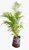 Muda de Palmeira Areca Bambu - 1 Muda Ornamental Belissima - Manah da Terra - Imagem 2