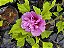 Hibisco Roxo - Cultivo Sem Agrotóxico! - Imagem 2