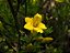 Jasmim Fruticans - 1 Muda Média - Imagem 2