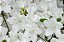 Azaleia Branca - 1 Muda Ornamental - Imagem 2