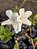 Azaleia Branca - 1 Muda Ornamental - Imagem 3