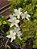 Azaleia Branca - 1 Muda Ornamental - Imagem 4