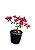 Muda Ornamental de Bougainvillea / Primavera - já florindo-lilás/roxo - Imagem 1