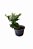 Tuia Nana - 1 muda - P/ vaso, Bonsai e Jardim - 1 Muda Ornamental - Imagem 1