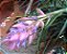 Tillandsia stricta (Air Plant) - Imagem 1