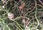 Tillandsia bulbosa (Air Plant) - Imagem 7