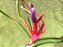 Tillandsia bulbosa (Air Plant) - Imagem 3