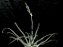 Tillandsia streptocarpa (Air Plant) - Imagem 4