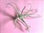 Tillandsia streptocarpa (Air Plant) - Imagem 3