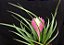 Tillandsia cyanea - Imagem 5