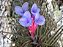 Tillandsia tenuifolia (Air Plant) - Imagem 1