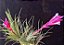 Tillandsia tenuifolia (Air Plant) - Imagem 7
