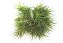 Tillandsia tenuifolia (Air Plant) - Imagem 4
