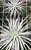 Tillandsia tectorum (Air Plant) - Imagem 2