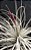 Tillandsia tectorum (Air Plant) - Imagem 4