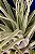 Tillandsia oaxacana (Air Plant) - Imagem 5