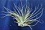 Tillandsia oaxacana (Air Plant) - Imagem 3