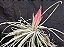 Tillandsia oaxacana (Air Plant) - Imagem 2