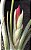 Tillandsia paucifolia (Air Plant) - Imagem 7