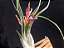 Tillandsia paucifolia (Air Plant) - Imagem 2