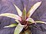 Vriesea gigantea - Imagem 2